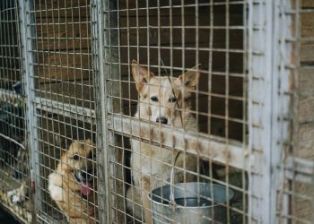 schronisko dla zwierzat