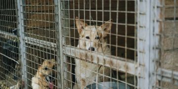 schronisko dla zwierzat